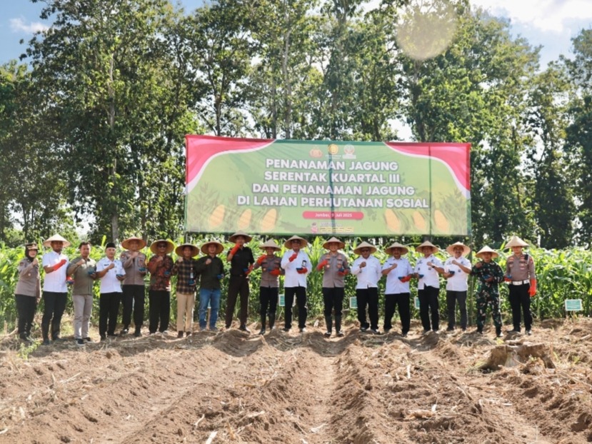 Penanaman Jagung Serentak Kuartal III di Jember, Dorong Pemanfaatan Lahan Perhutanan Sosial