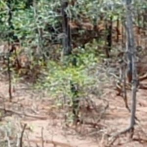Penambangan PT ASM Merusak Ekosistem Pulau Gebe Penambangan PT ASM Merusak Ekosistem Pulau Gebe