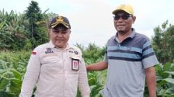 Tembakau Kasturi di Jember Bernilai Tinggi, Bangkitkan Ekonomi Masyarakat
