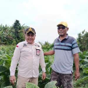 Tembakau Kasturi di Jember Bernilai Tinggi, Bangkitkan Ekonomi Masyarakat