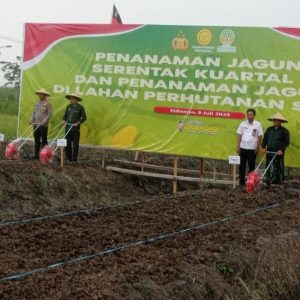Sinergitas Bupati Sidoarjo, Forkopimda dan Ponpes Al Amanah Tanam Jagung Sinergitas Bupati Sidoarjo, Forkopimda dan Ponpes Al Amanah Tanam Jagung
