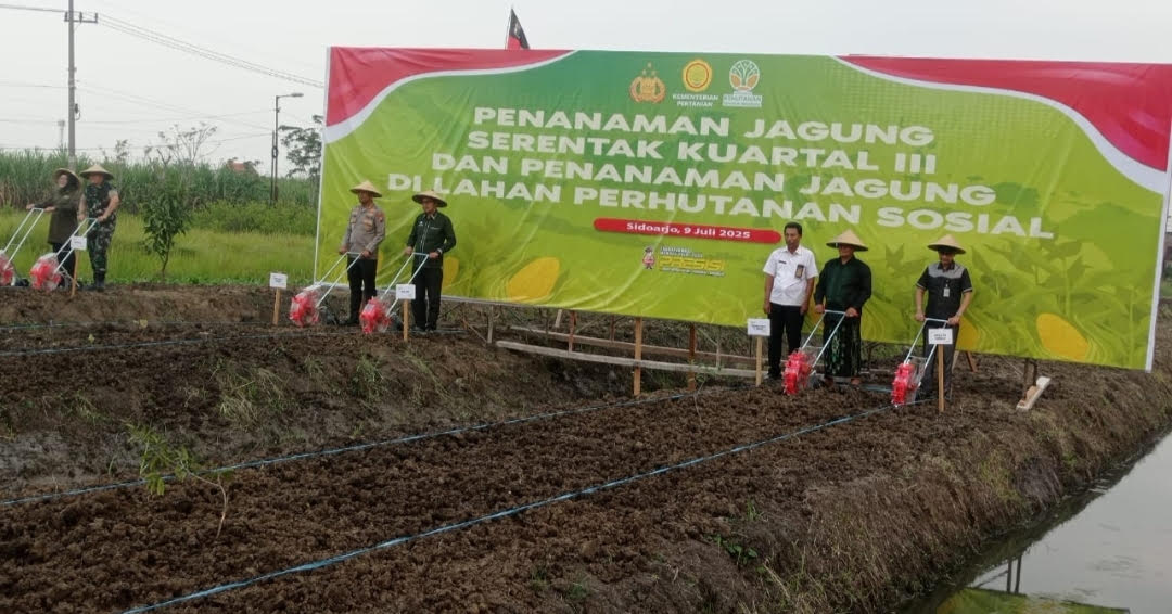 Sinergitas Bupati Sidoarjo, Forkopimda dan Ponpes Al Amanah Tanam Jagung