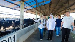 Pemprov Jatim Apresiasi Upaya Datangkan Ribuan Sapi Perah dari Australia