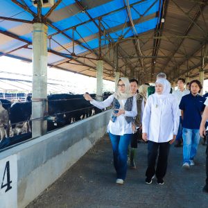 Pemprov Jatim Apresiasi Upaya Datangkan Ribuan Sapi Perah dari Australia