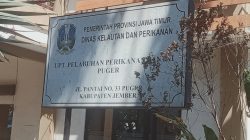 Penjualan Daging Jeroan Ayam di Pelabuhan Perikanan Puger Di Biarkan Disoal Warga