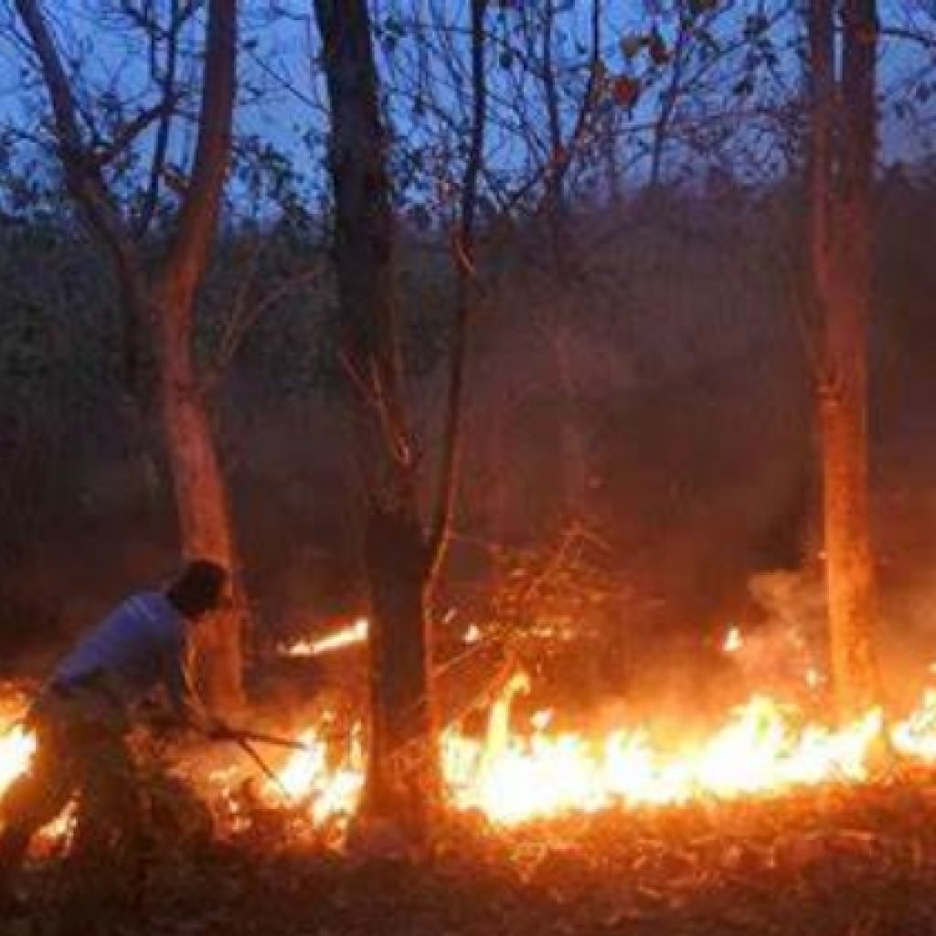 Cuaca Panas 6 Hektar Hutan Jati di Gunung Watangan Lojejer Jember Ludes Terbakar