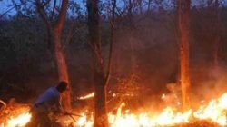 Cuaca Panas 6 Hektar Hutan Jati di Gunung Watangan Lojejer Jember Ludes Terbakar