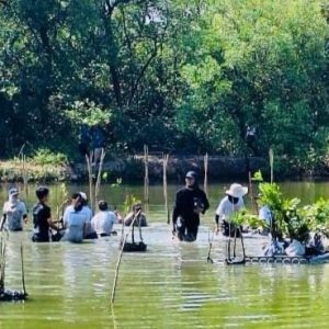 Kawasan Pesisir Wonorejo Surabaya Ditanami Seribu Bibit Mangrove