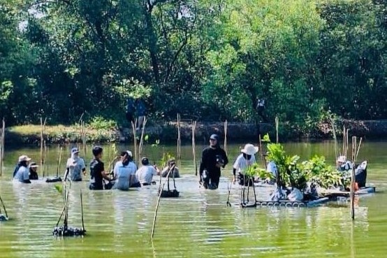 Kawasan Pesisir Wonorejo Surabaya Ditanami Seribu Bibit Mangrove