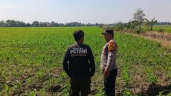 Polisi Sidoarjo Rutine Patroli Ke Lahan Pertanian