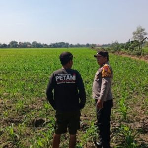 Polisi Sidoarjo Rutine Patroli Ke Lahan Pertanian
