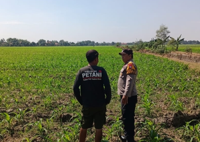 Polisi Sidoarjo Rutine Patroli Ke Lahan Pertanian