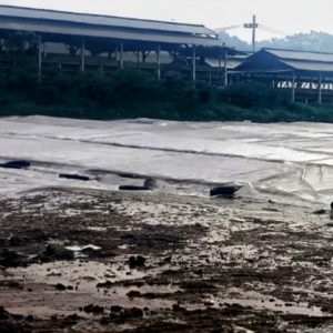 Sebabkan Bau Busuk dari Kandang Ayam, Warga Minta Pemkab Blitar Bertindak Tegas