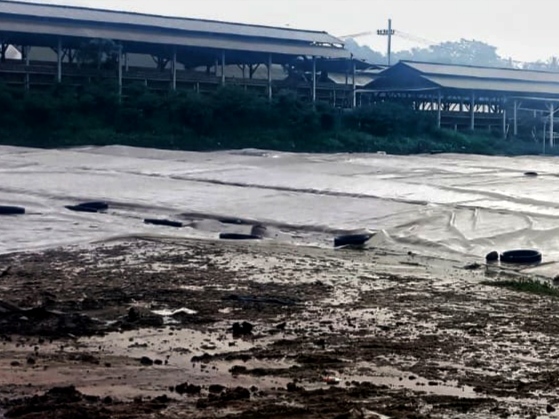 Sebabkan Bau Busuk dari Kandang Ayam, Warga Minta Pemkab Blitar Bertindak Tegas