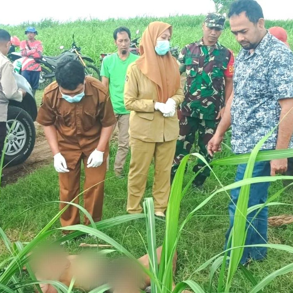 Mayat Tanpa Identitas di Lahan Tebu Gegerkan Warga Blitar
