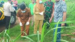 Mayat Tanpa Identitas di Lahan Tebu Gegerkan Warga Blitar