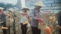 Panen Raya Batch 3, Kapolres Jember: Panen Jagung Capai 11,2 Ton per Hektar