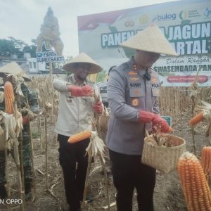 Panen Raya Batch 3, Kapolres Jember: Panen Jagung Capai 11,2 Ton per Hektar