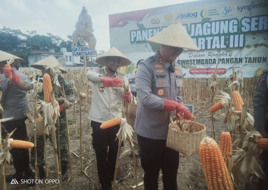 Panen Raya Batch 3, Kapolres Jember: Panen Jagung Capai 11,2 Ton per Hektar