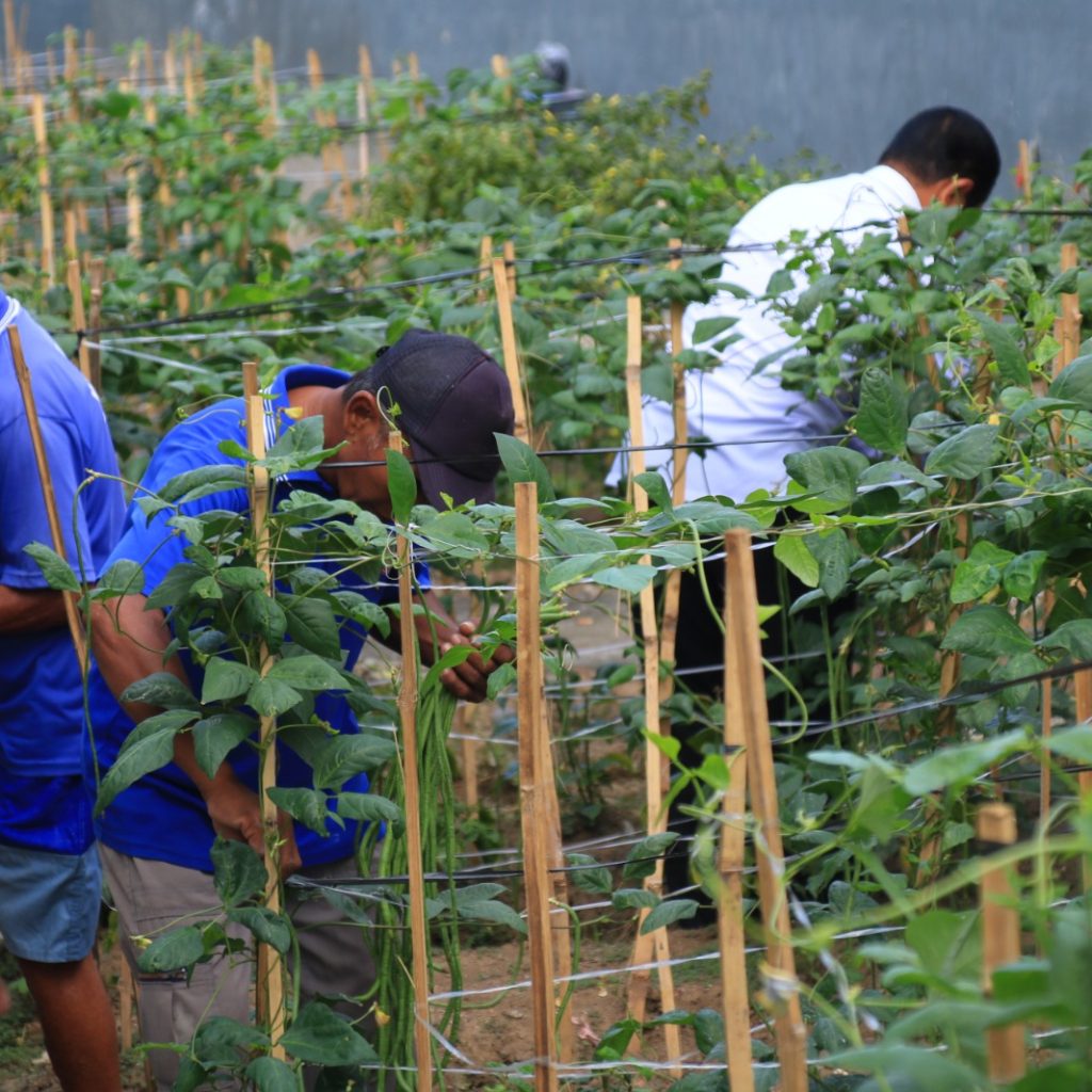 Lapas Banyuwangi Sulap Brandgang jadi Lahan Produktif Dukung Ketahanan Pangan
