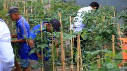 Lapas Banyuwangi Sulap Brandgang jadi Lahan Produktif Dukung Ketahanan Pangan