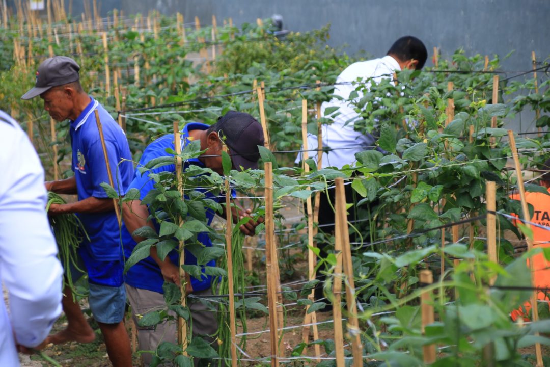Lapas Banyuwangi Sulap Brandgang jadi Lahan Produktif Dukung Ketahanan Pangan