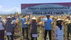 Surplus Pangan Terjaga, Kapolda Jatim dan Bupati Ipuk Panen Jagung Serentak di Banyuwangi
