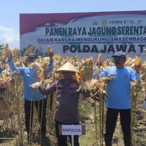 Surplus Pangan Terjaga, Kapolda Jatim dan Bupati Ipuk Panen Jagung Serentak di Banyuwangi