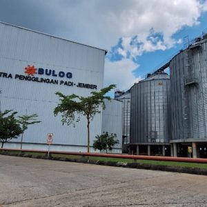 Wujudkan Asta Cita Presiden Prabowo Subianto , Bulog Jember Tetap Siaga Serap Gabah Petani di Musim Gadu