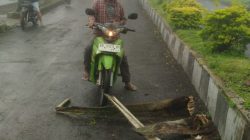 Pohon Tua Jalan Masuk Sarangan Menimpa Warga Yang Melintas
