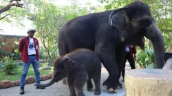 Rocky Ditunggangi Pawang, Wali Kota Eri Instruksi Periksa Manajemen KBS