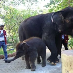 Rocky Ditunggangi Pawang, Wali Kota Eri Instruksi Periksa Manajemen KBS Rocky Ditunggangi Pawang, Wali Kota Eri Instruksi Periksa Manajemen KBS