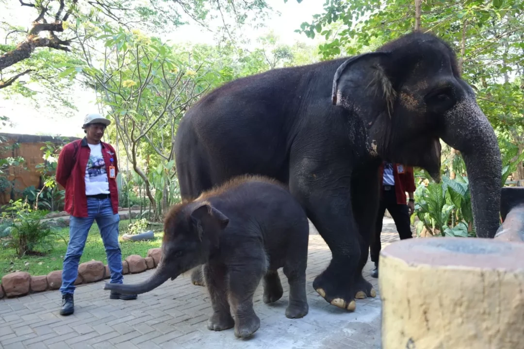 Rocky Ditunggangi Pawang, Wali Kota Eri Instruksi Periksa Manajemen KBS