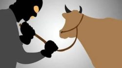 Aksi Pencurian 2 Ekor Sapi Di Nogosari Jember Terekam CCTV ,Kades Himbau Tingkatkan Siskamling