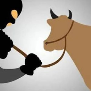 Aksi Pencurian 2 Ekor Sapi Di Nogosari Jember Terekam CCTV ,Kades Himbau Tingkatkan Siskamling