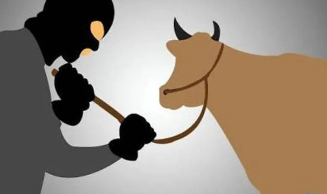 Aksi Pencurian 2 Ekor Sapi Di Nogosari Jember Terekam CCTV ,Kades Himbau Tingkatkan Siskamling