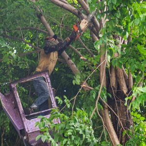 Waspada Angin Kencang, Surabaya Gencar Peremajaan Pohon Tua