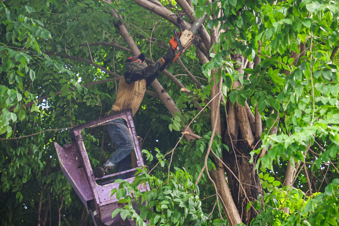 Waspada Angin Kencang, Surabaya Gencar Peremajaan Pohon Tua