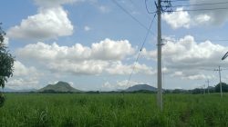 2500 Hektar Bantuan Bibit Tebu Dari Kementan RI Untuk Petani Jember, Baru Terserap 160 Hektar, Petani Berkeluh