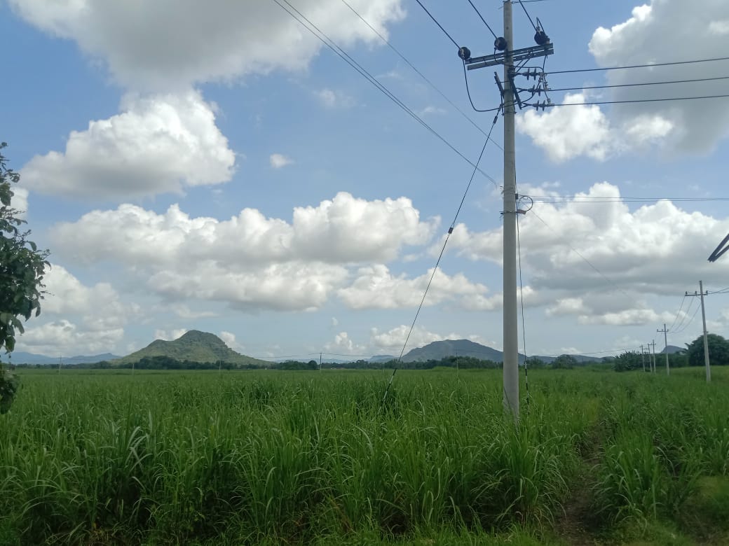 2500 Hektar Bantuan Bibit Tebu Dari Kementan RI Untuk Petani Jember, Baru Terserap 160 Hektar, Petani Berkeluh