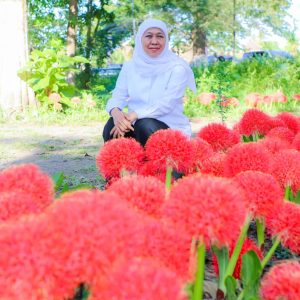 Khofifah Kagumi Bunga Desember Kebanggaan Bondowoso