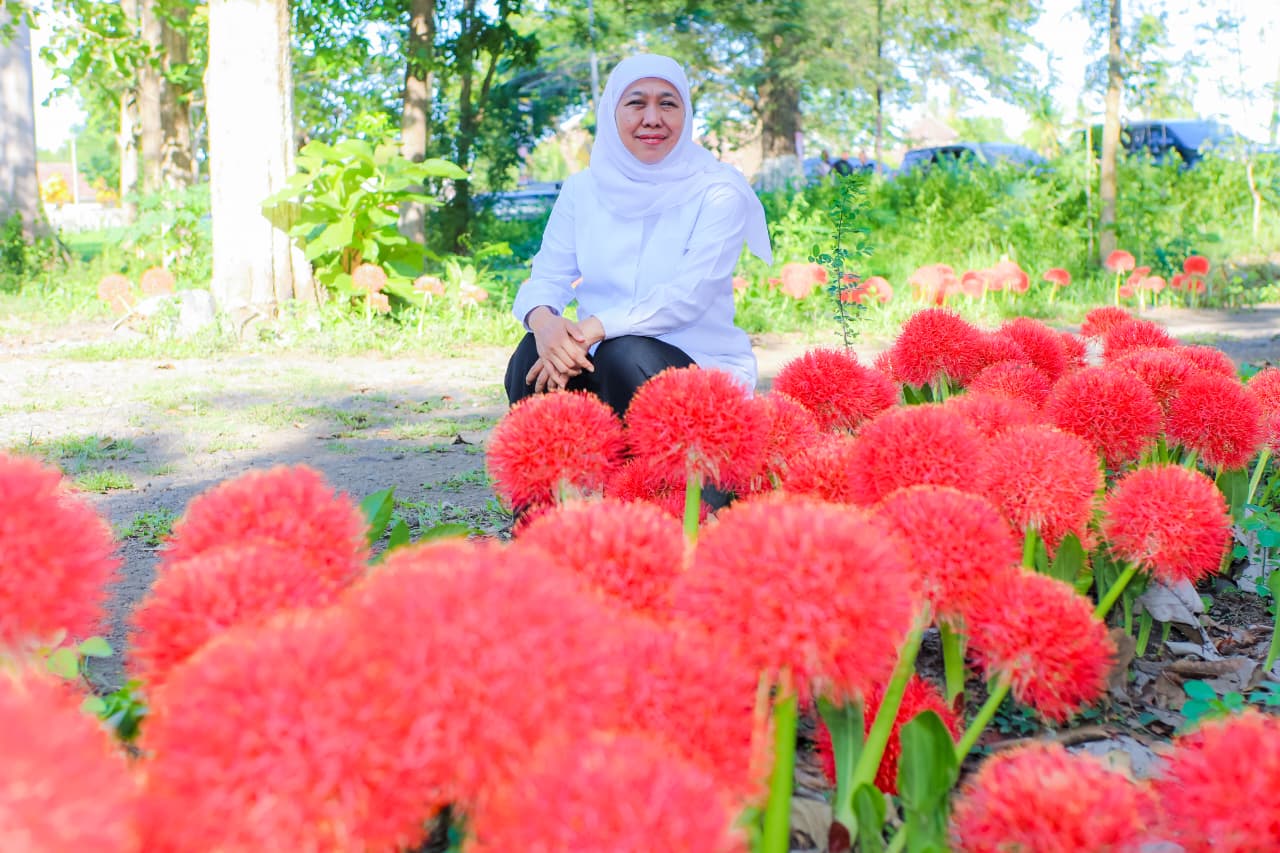 Khofifah Kagumi Bunga Desember Kebanggaan Bondowoso