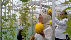 Lahan Tidur Disulap Jadi Tambang Emas Hijau, Pemkab Kediri Panen Perdana Melon Hidroponik