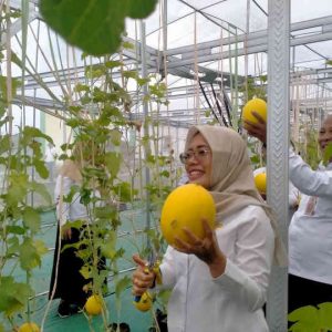 Lahan Tidur Disulap Jadi Tambang Emas Hijau, Pemkab Kediri Panen Perdana Melon Hidroponik