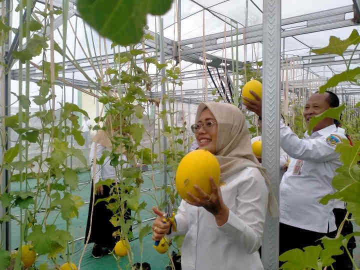 Lahan Tidur Disulap Jadi Tambang Emas Hijau, Pemkab Kediri Panen Perdana Melon Hidroponik