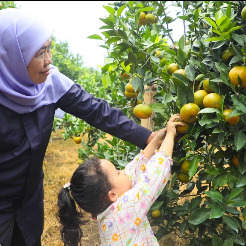Petik Jeruk Siam di Tutur Pasuruan, Gubernur Khofifah : Jatim Produksi Jeruk Tertinggi Nasional dan Kurangi Ketergantungan Impor