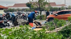 Tim BPBD Jatim Respon Cepat Puting Beliung di Juanda, Puluhan Pohon Tumbang
