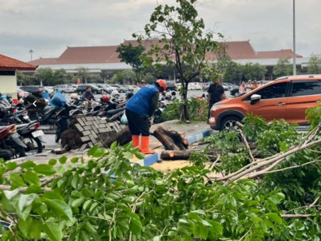 Tim BPBD Jatim Respon Cepat Puting Beliung di Juanda, Puluhan Pohon Tumbang