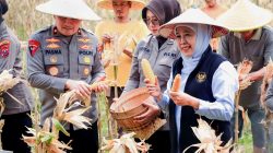 Gubernur Khofifah Bersama Kapolda Jatim Panen Raya Jagung Serentak di Sidoarjo, Proyeksikan Produksi 5,4 Juta Ton di 2026 Gubernur Khofifah Bersama Kapolda Jatim Panen Raya Jagung Serentak di Sidoarjo, Proyeksikan Produksi 5,4 Juta Ton di 2026