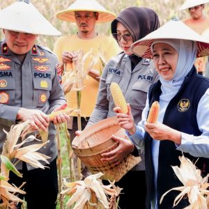 Gubernur Jatim Khofifah Proyeksikan Produksi Jagung tahun 2026 Sebanyak 5,4 juta Ton